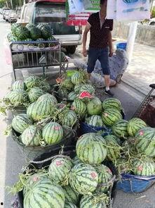 礼县吃瓜网红事件,揭秘网络舆论背后的真相与反思